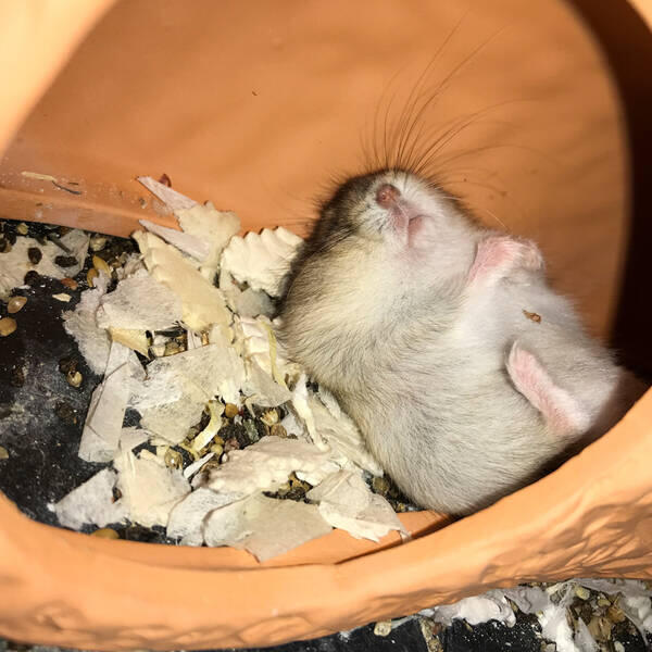 Hamster Schläft Nicht Mehr Im Haus Hamsterhaltung - artgerechte Einrichtung, Bedürfnisse, Zubehör, Adressen