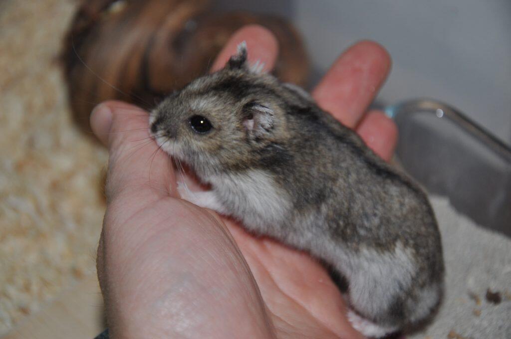 Oregano Hamsterhilfe Österreich