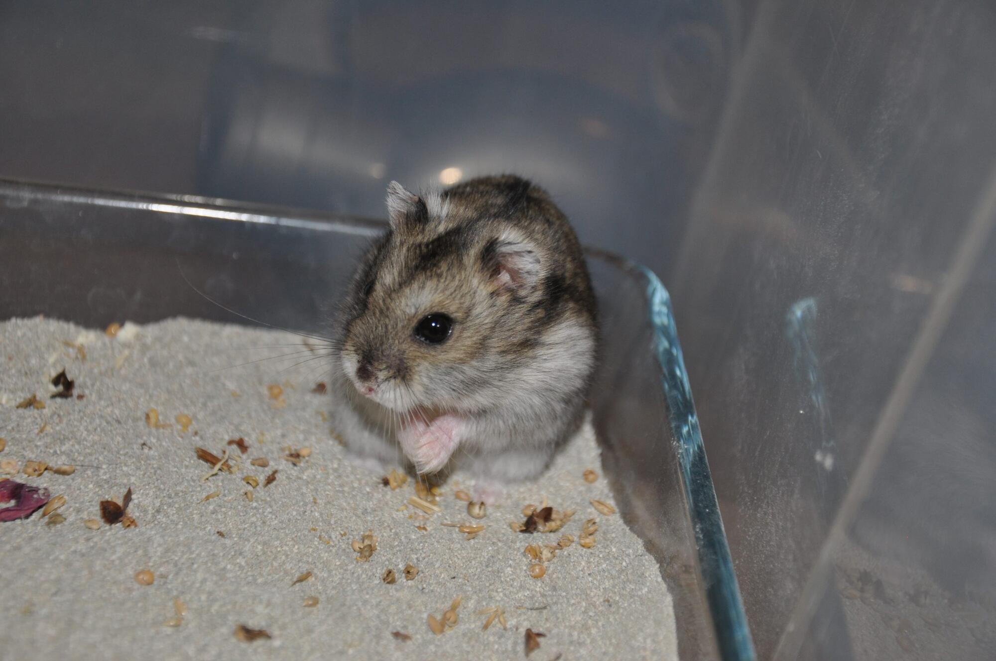 Oregano Hamsterhilfe Österreich