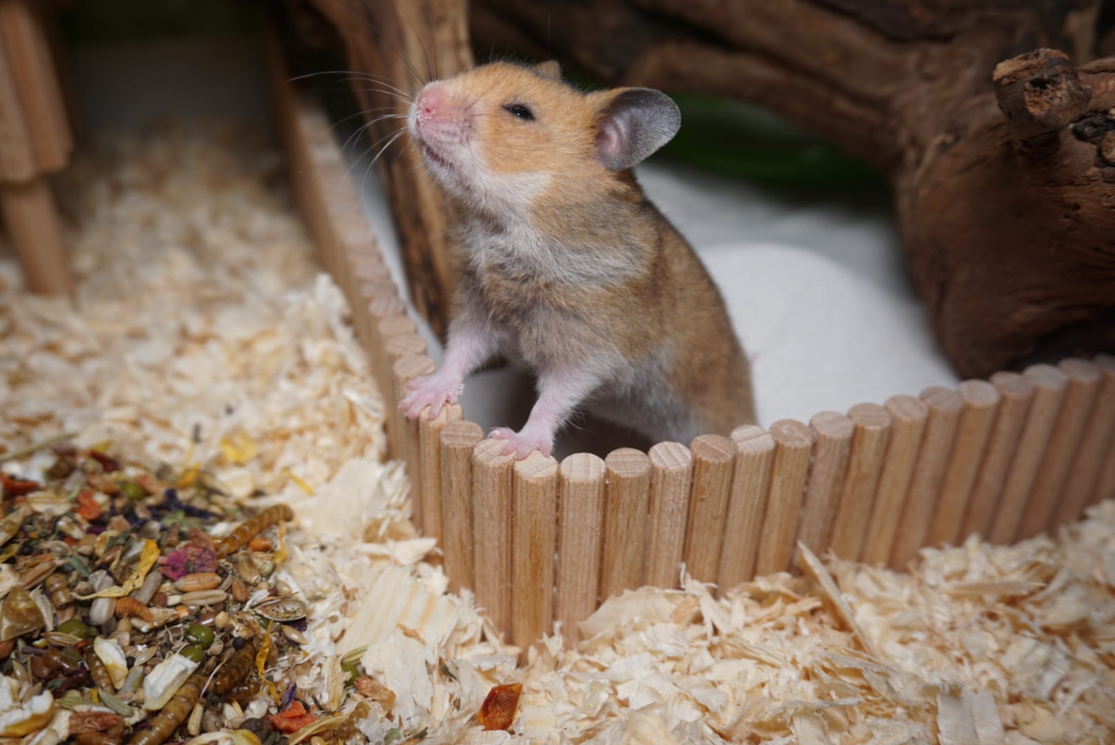 Pik a Pie Hamsterhilfe sterreich pik-a-pie-hamsterhilfe-sterreich