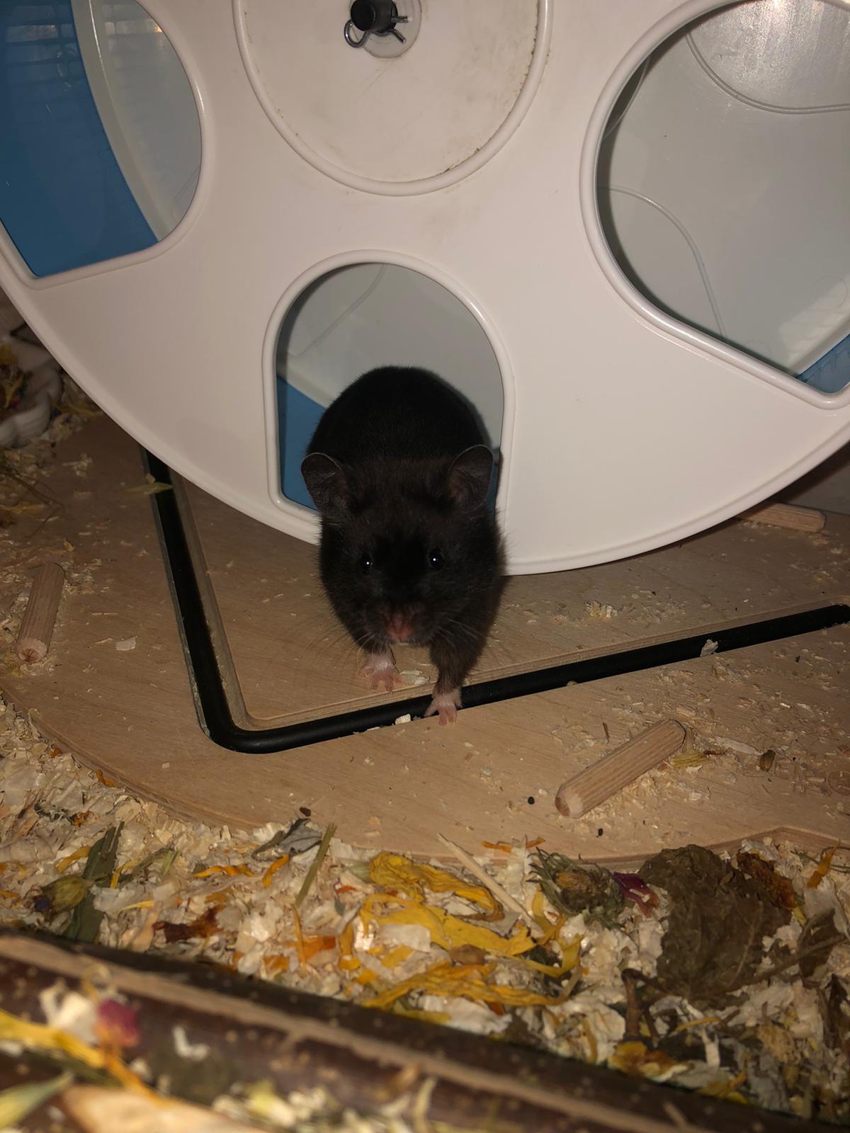Dominica Hamsterhilfe Österreich