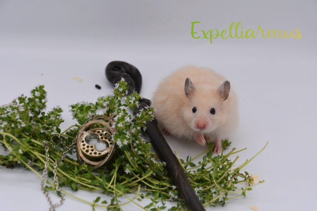 Expelliarmus Hamsterhilfe Österreich