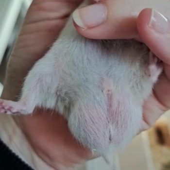 Hoden eines gesunden Goldhamsters