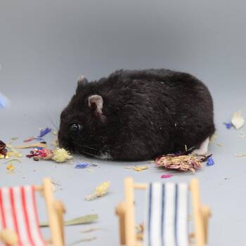 Zwerghamster Black