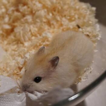 Zweghamster Mandarin