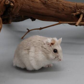 Zwerghamster Mushroom
